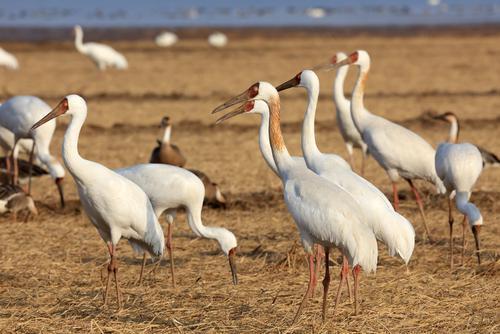 张词祖2025年拍摄的江西候鸟