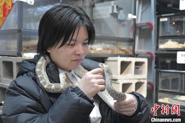 不同于传统的撸猫撸狗，“撸蛇”的体验较为新奇，许多年轻人趁着假期相约“撸蛇”，解锁蛇年新体验。图为宠物蛇温顺地躺在顾客手中，双方正在对视。巫发阳 摄