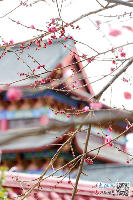 梅花与仿古建筑相互映衬