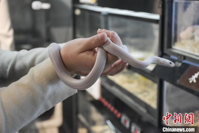 图为顾客正在“撸蛇”。巫发阳 摄