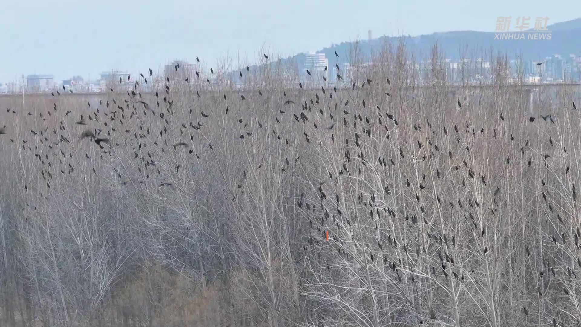 湖北襄阳：汉江湿地生态美 候鸟蹁跹入画来