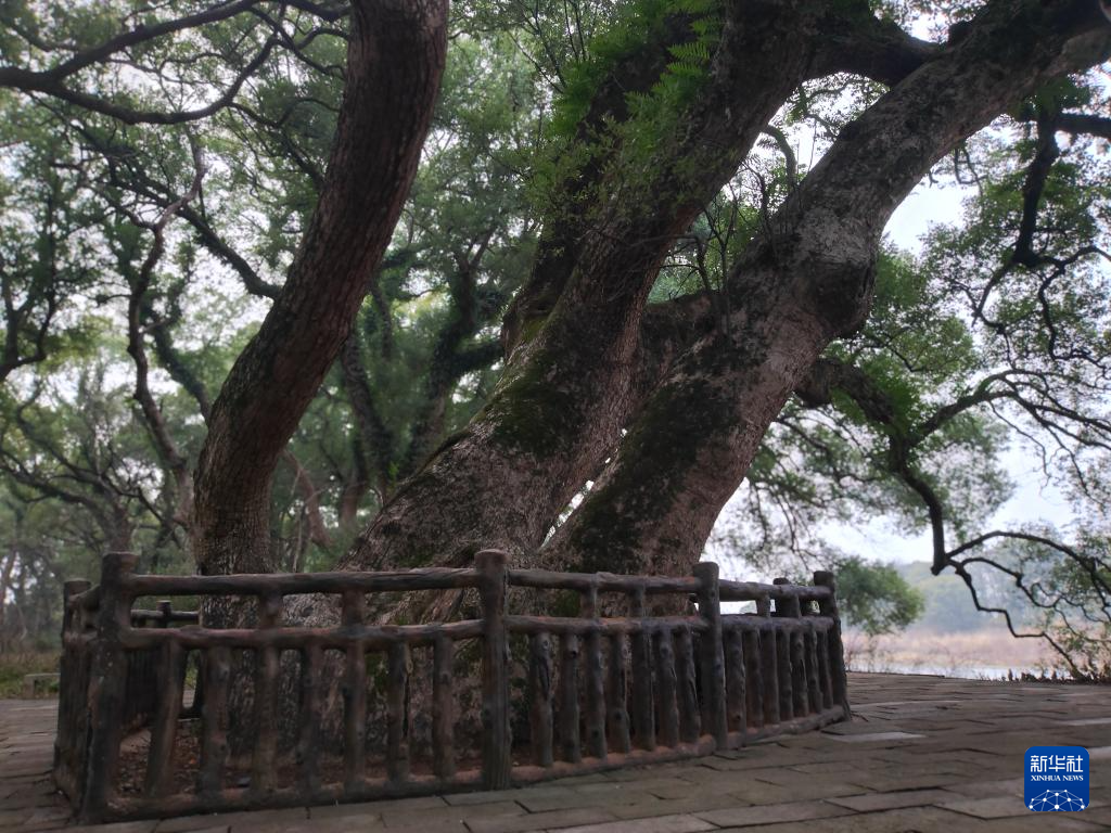 这是2025年2月3日拍摄的“三仙樟”。新华社记者 刘红霞 摄