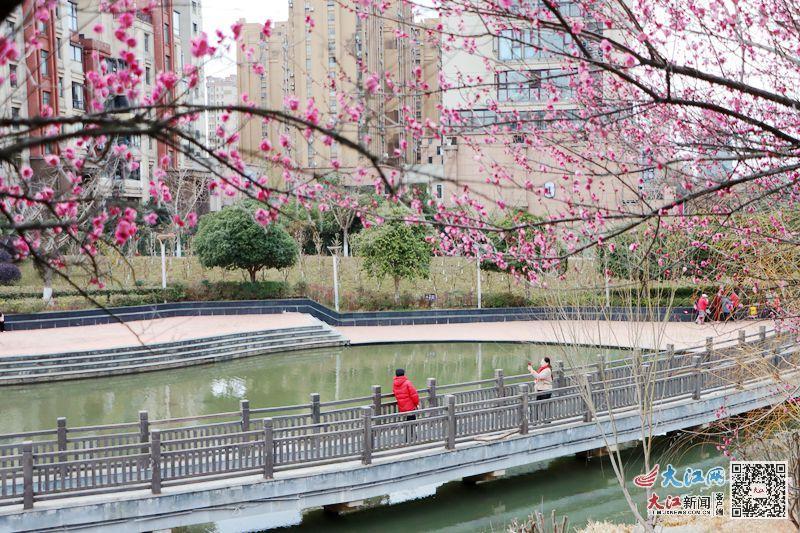 梅花与小桥相互映衬