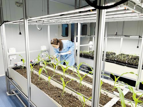 近日,在石家庄博瑞迪生物技术有限公司,工作人员在记录作物生长情况。本报记者 米彦泽摄