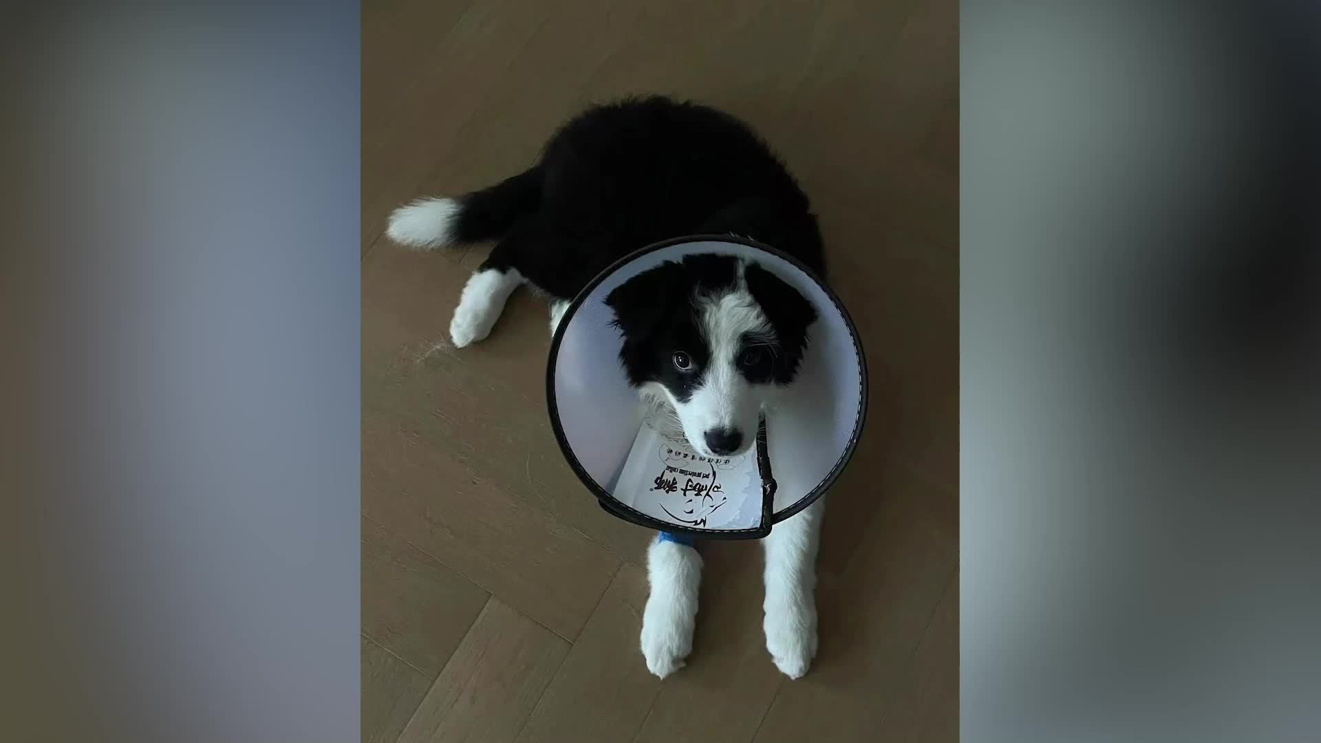 小区内3只宠物狗同日中毒死亡，被质疑“投毒者”称为毒老鼠，派出所：已介入调查