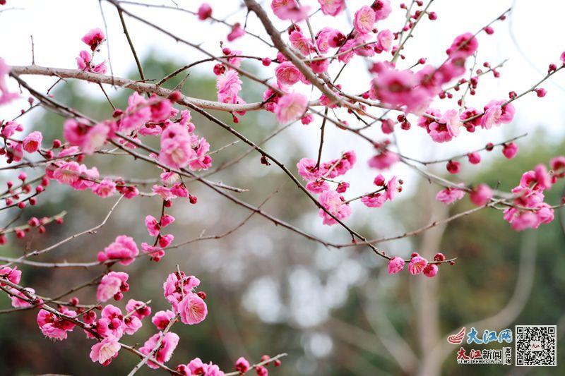 梅花竞相绽放