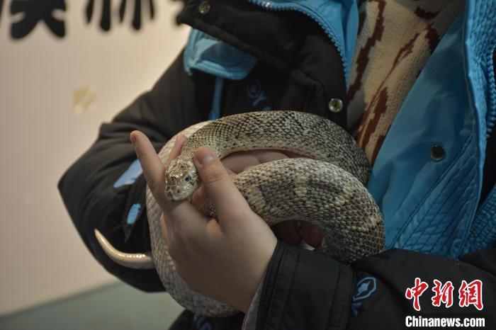 图为宠物蛇温顺地躺在顾客手中。巫发阳 摄