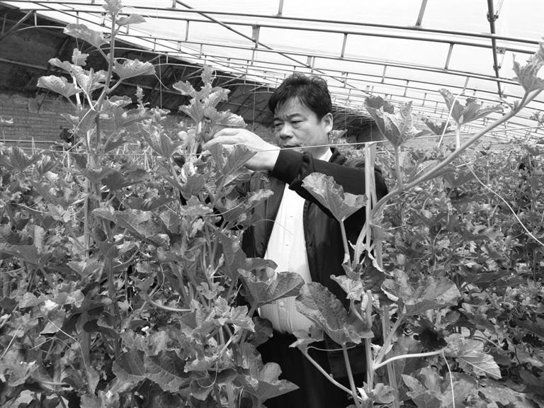 蔬菜大棚