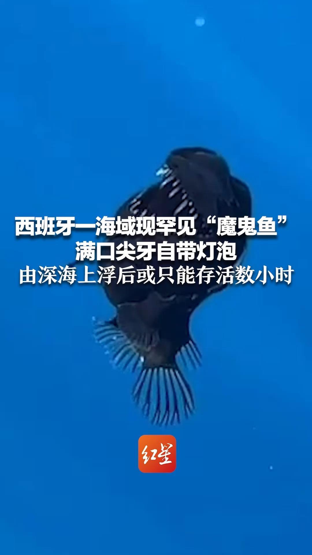 西班牙一海域现罕见“魔鬼鱼”满口尖牙自带灯泡 由深海上浮后或只能存活数小时