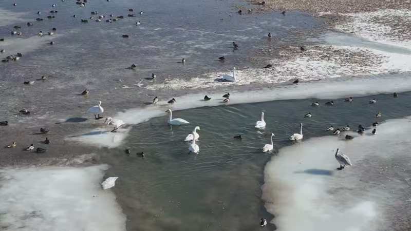 大天鹅敦煌阳关越冬