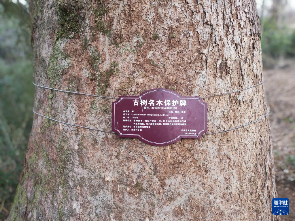 2025年2月3日，图为一棵古樟树的保护牌。新华社记者 刘红霞 摄