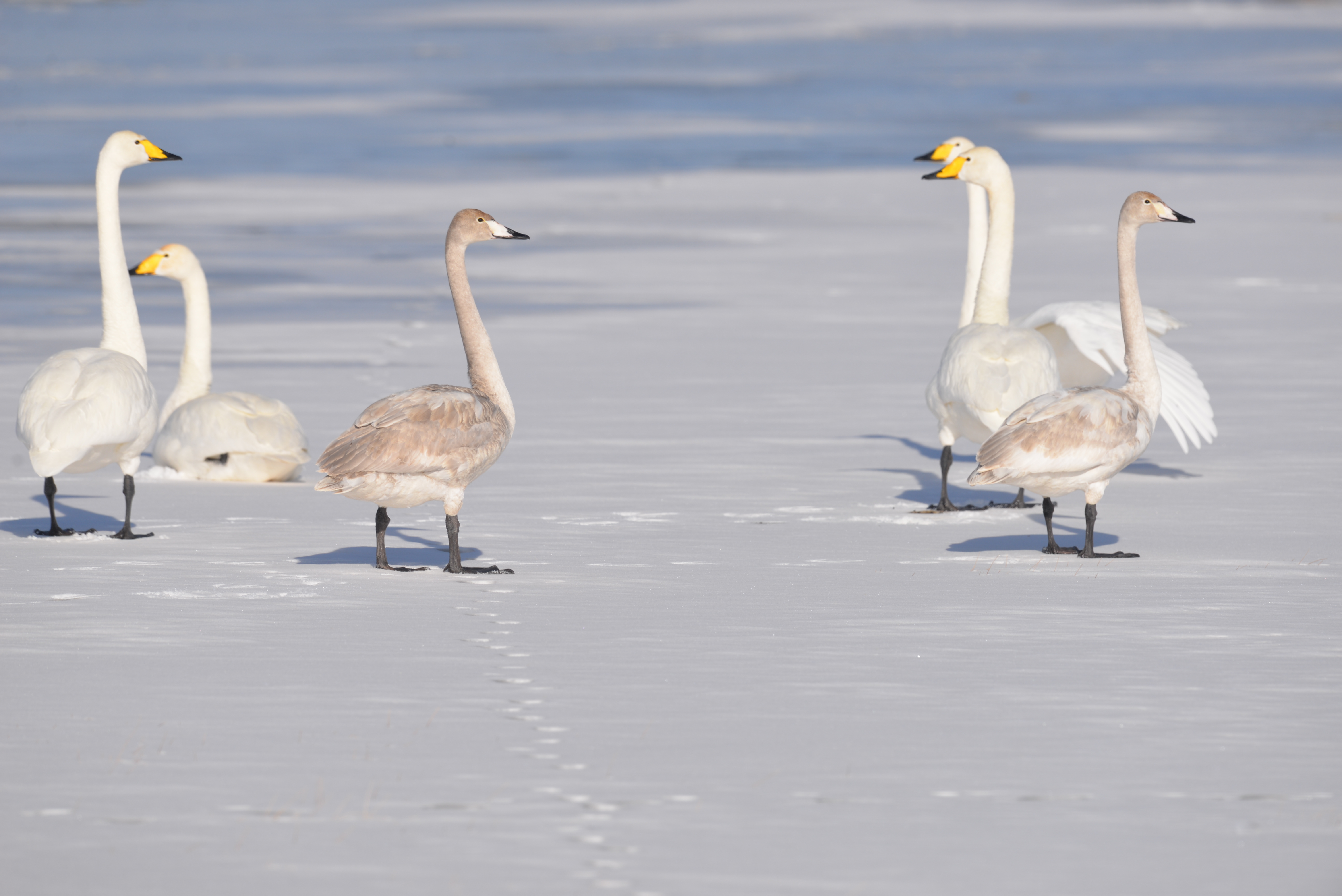 大天鹅悠然游弋