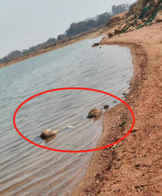 进贤县青岚湖边惊现动物尸体 散发阵阵恶臭!当地回应