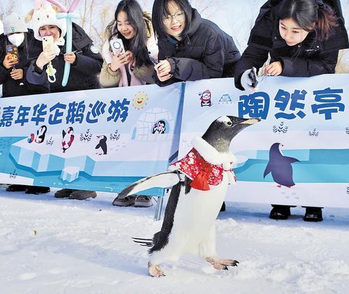 日前,在北京市陶然亭公园冰雪嘉年华企鹅观赏区内,憨态可掬的企鹅吸引了众多游客。北京日报记者 程 功摄