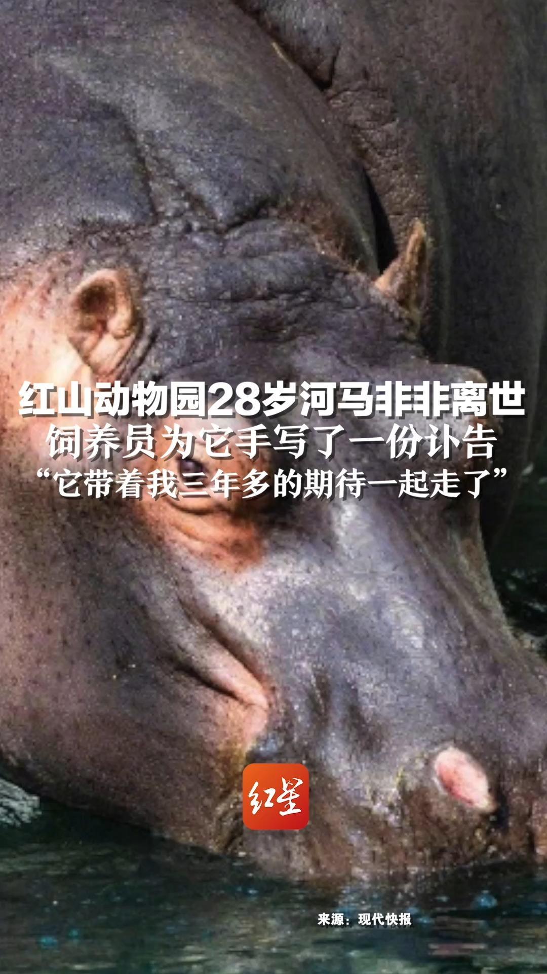 红山动物园28岁河马非非离世，饲养员为它手写了一份讣告“它带着我三年多的期待一起走了”