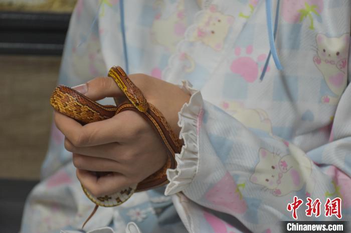 图为宠物蛇温顺地躺在顾客手中。巫发阳 摄