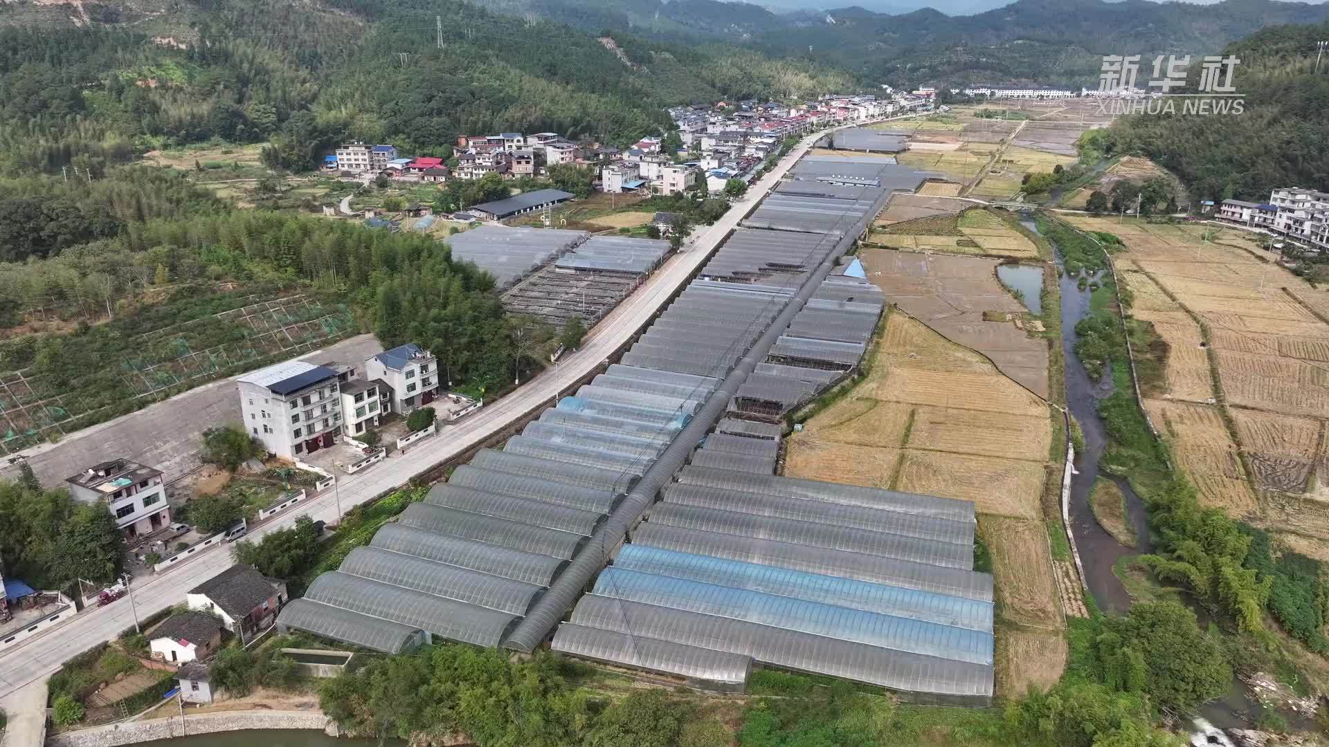 新春走基层·走进老区看振兴｜福建宁化：多肉产业绽放“美丽经济”
