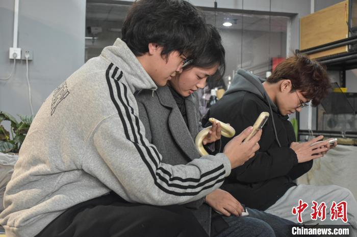 图为宠物蛇温顺地躺在手中，顾客正在打卡拍照。巫发阳 摄