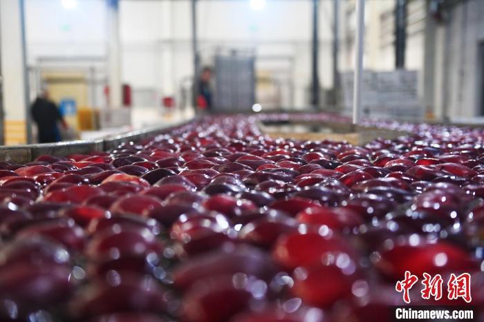 2024年10月21日，在甘肃省天水市秦安县雪原果品有限公司加工车间，苹果自动化分拣线上工作人员进行分拣工作。（资料图）李亚龙　摄