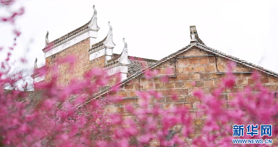 万载古城里梅花簇满枝头。新华网发
