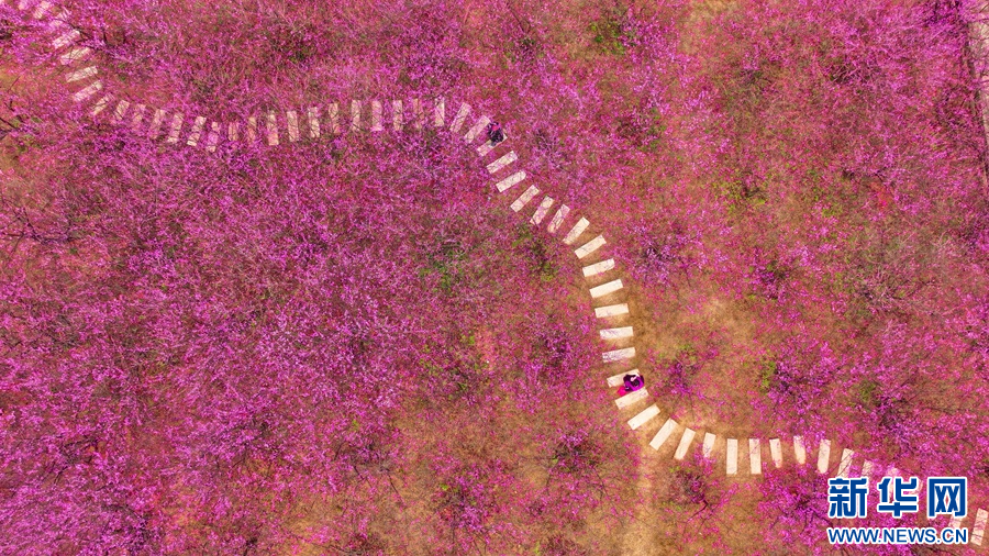 大余县梅关风景区内的梅花竞相绽放。新华网发 叶功富 摄