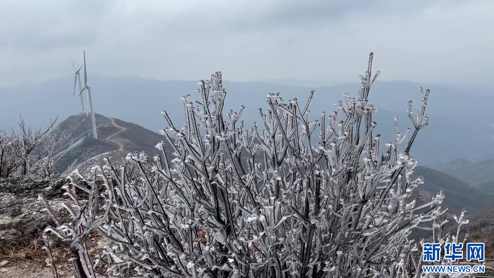 江西上犹县双溪草山筑峰顶出现雾凇景观。新华网发 王健 摄