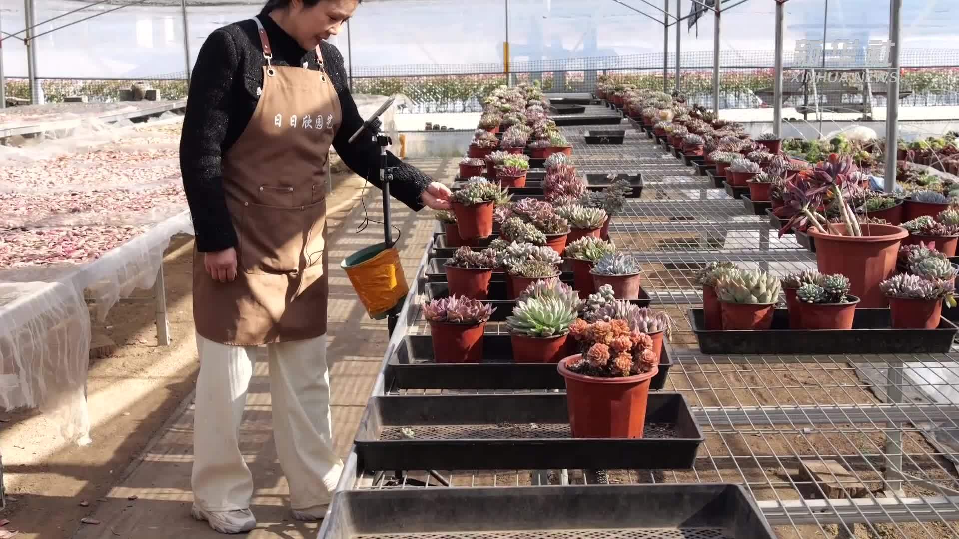 “互联网+农业”推动多肉“线上开花”