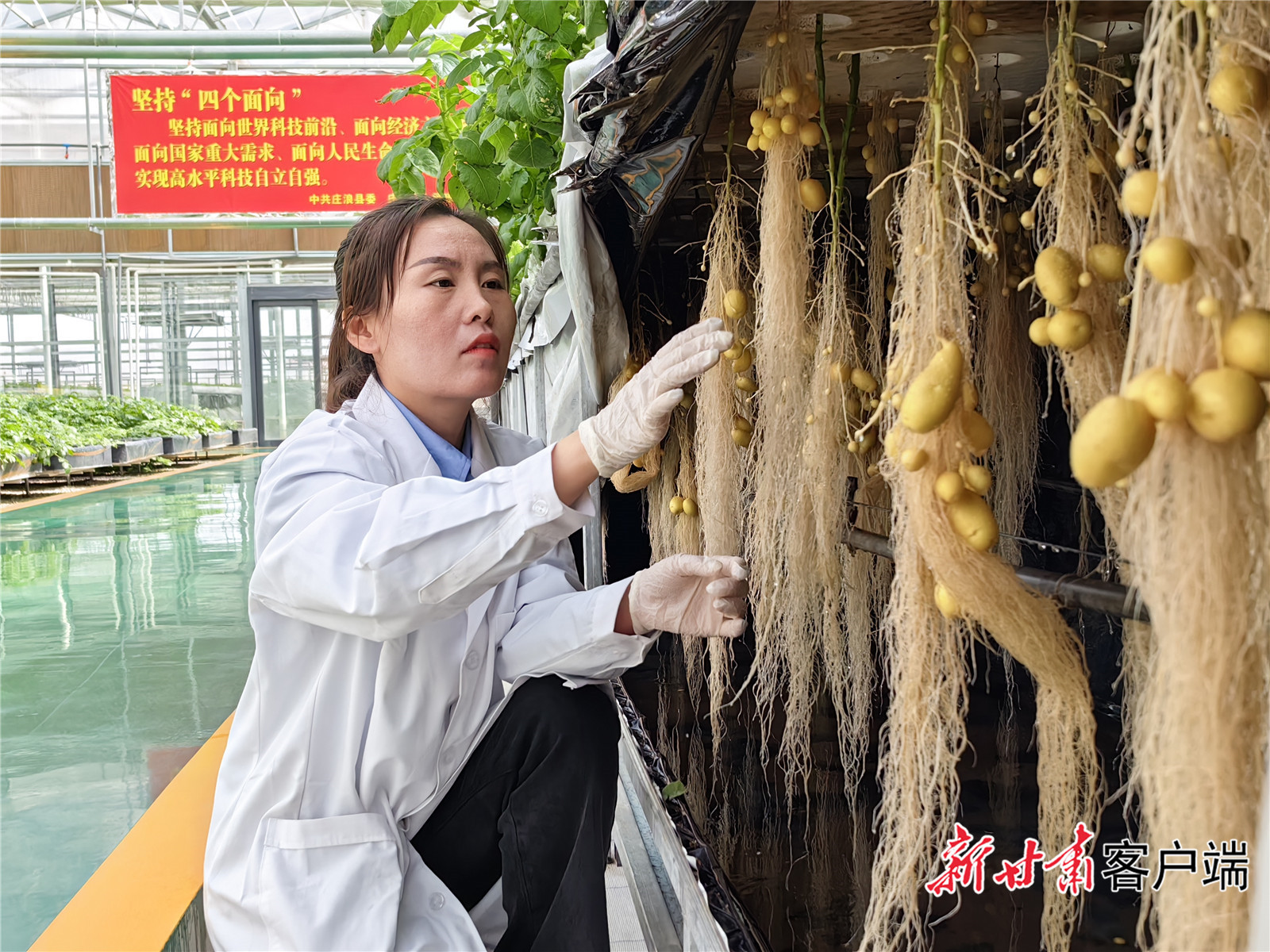 雾培法培育马铃薯原原种 省农业农村厅 供图