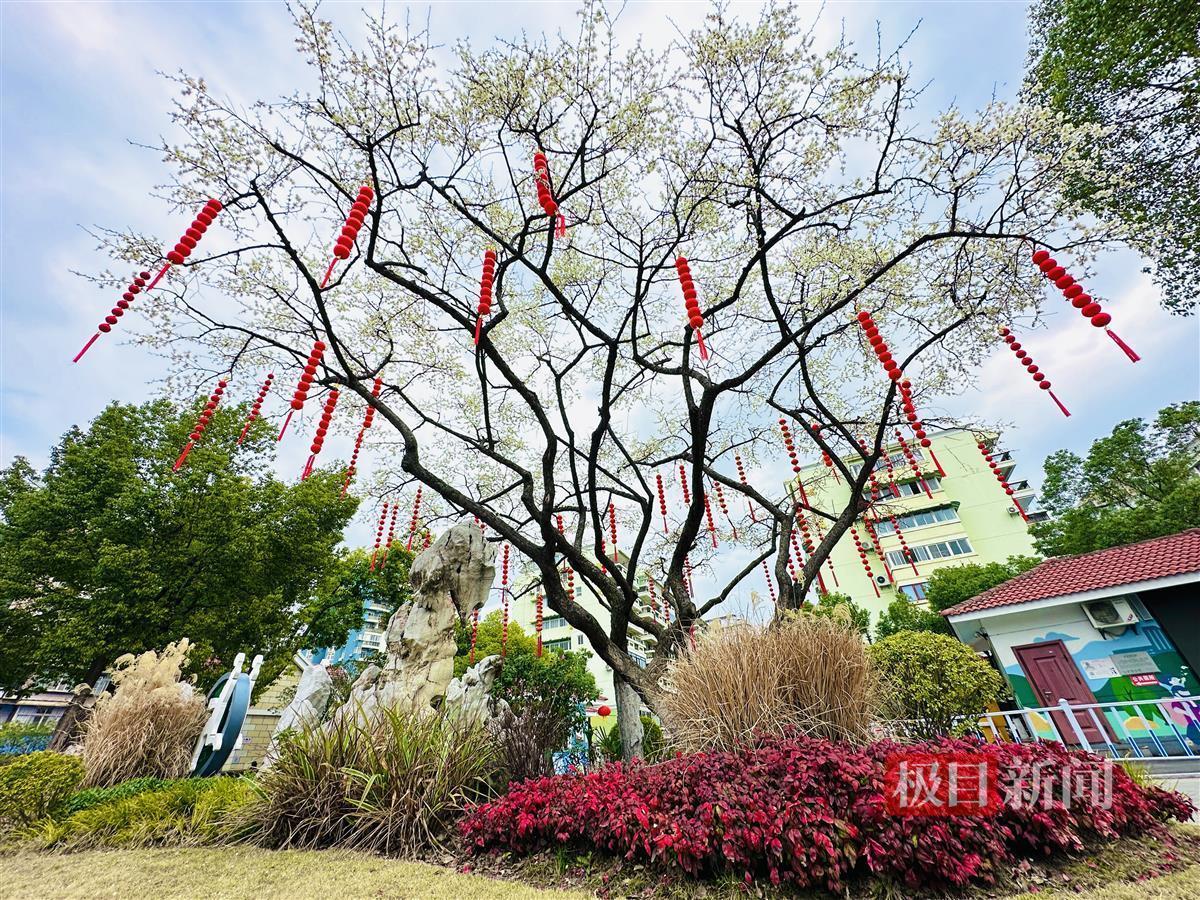 gogo体育入口武汉梅开陆续迎来观赏期 市民争相打卡感受诗意春天(图6)