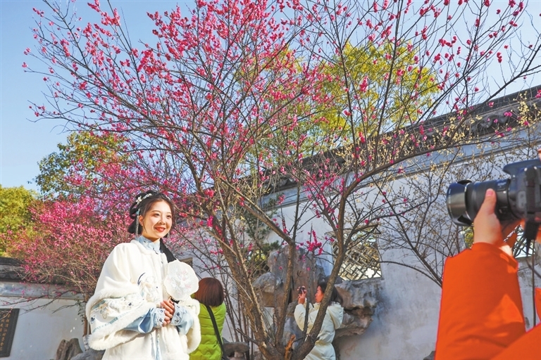 江西：梅花绽放引客来（图）