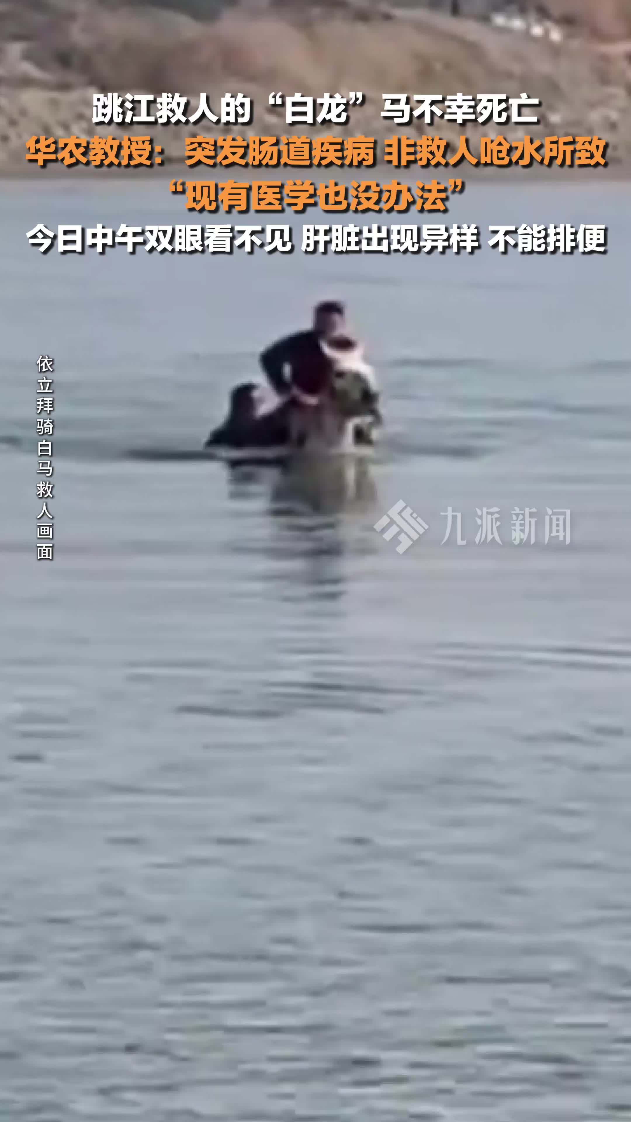 跳江救人的“白龙”马不幸死亡，华农教授：突发肠道疾病，非救人呛水所致