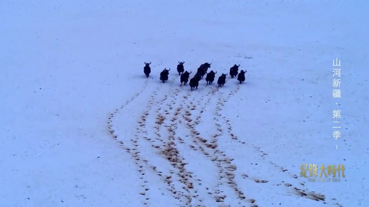 夫妇二人在生命禁区坚守28个年头，使野生动物们远离盗猎者的枪口