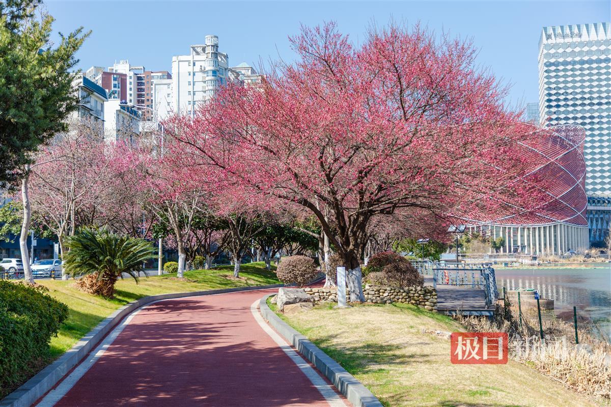 gogo体育入口武汉梅开陆续迎来观赏期 市民争相打卡感受诗意春天(图1)