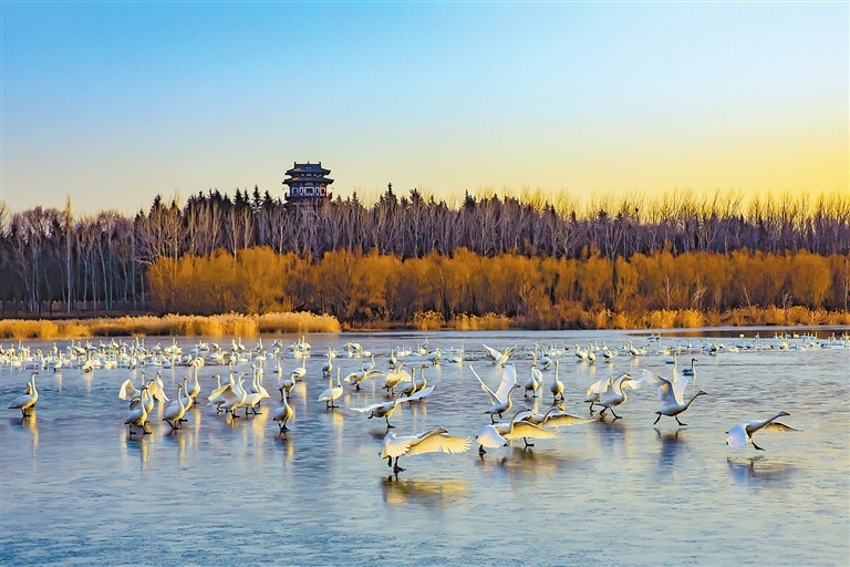 图为近日拍摄到的大天鹅在三门峡越冬的场景。王雪红 王宏伟 摄
