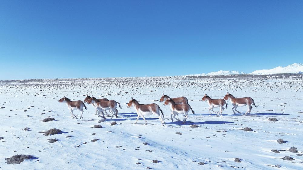 2月的阿克塞县哈尔腾草原，洁白的雪山与蓝天白云相互映衬，成群的国家一级保护动物藏野驴、野牦牛，在草原上自由自在地奔跑、追逐，勾勒出一幅绝美画卷。新甘肃&middot;甘肃经济日报通讯员　别尔哈里　摄