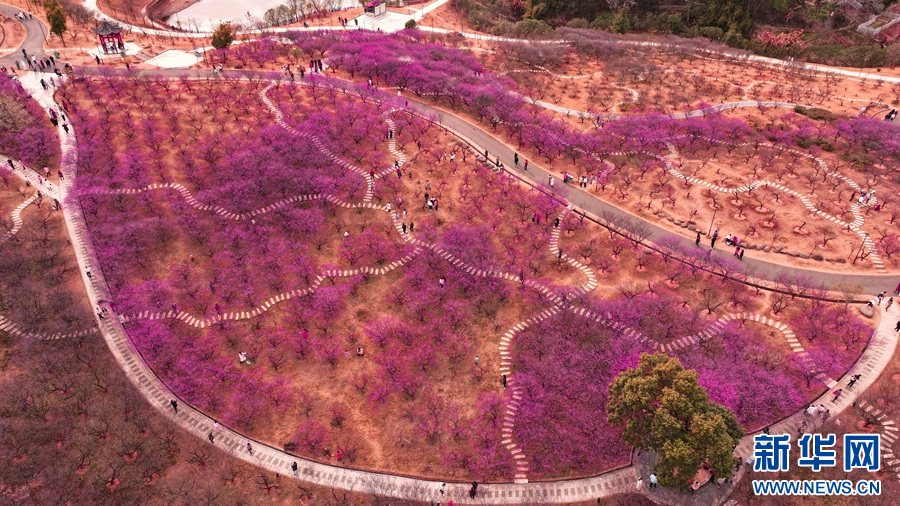 大余县梅关风景区内的梅花竞相绽放。新华网发 叶功富 摄