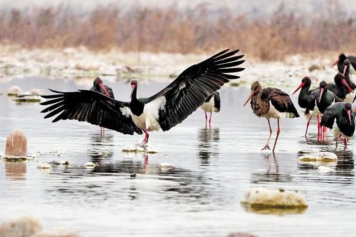 2月11日，一群黑鹳在井陉县绵蔓河内觅食。