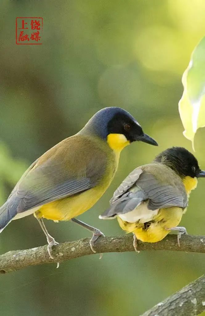 上饶：野生动物频“出镜”
