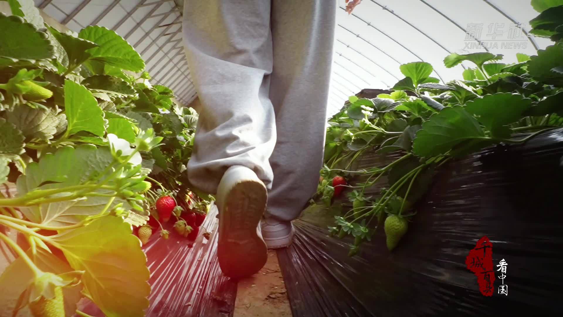 千城百县看中国｜内蒙古：遇见“莓”好