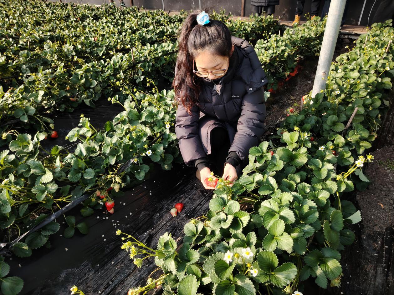 (虎林镇青年正在采摘草莓)