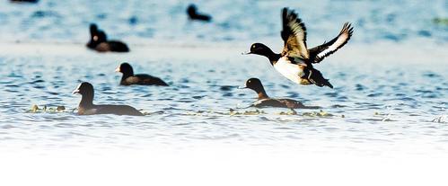 2024年11月19日,在白洋淀水域,一只青头潜鸭振翅欲飞。 本报记者 刘光昱摄