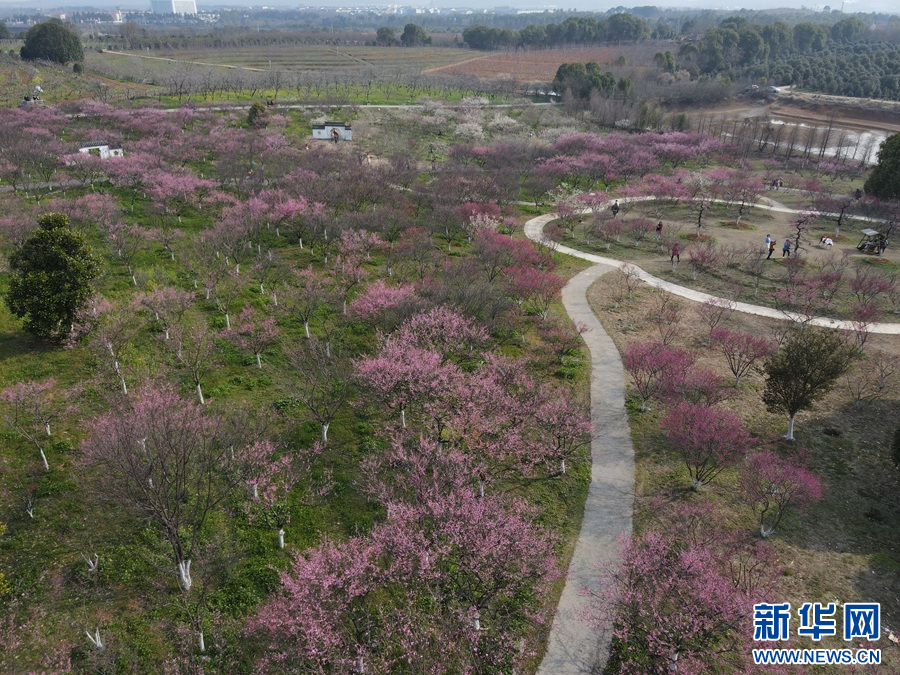 南昌凤凰沟景区梅花绽放。新华网发 虞亮亮 摄