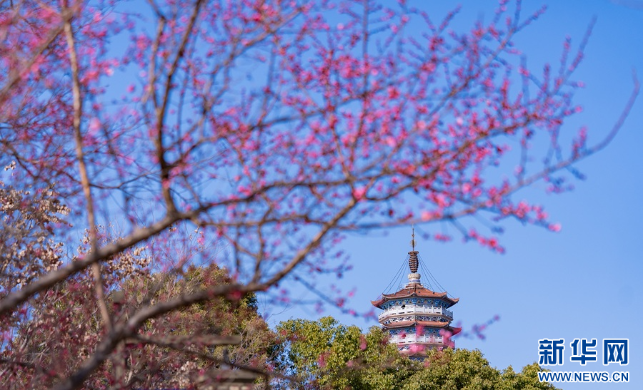 金溪县象山公园里，朵朵梅花俏上枝头。新华网发 李山冕 摄