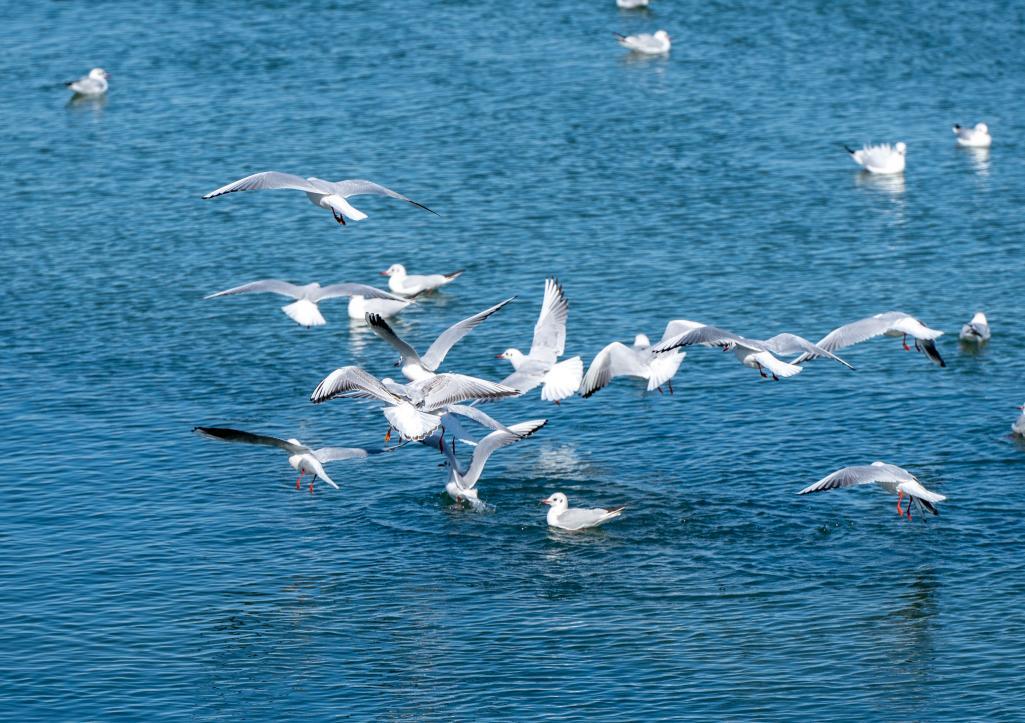 海鸥们时而翱翔于天际,时而静坐于海面休憩。郑承隆 摄