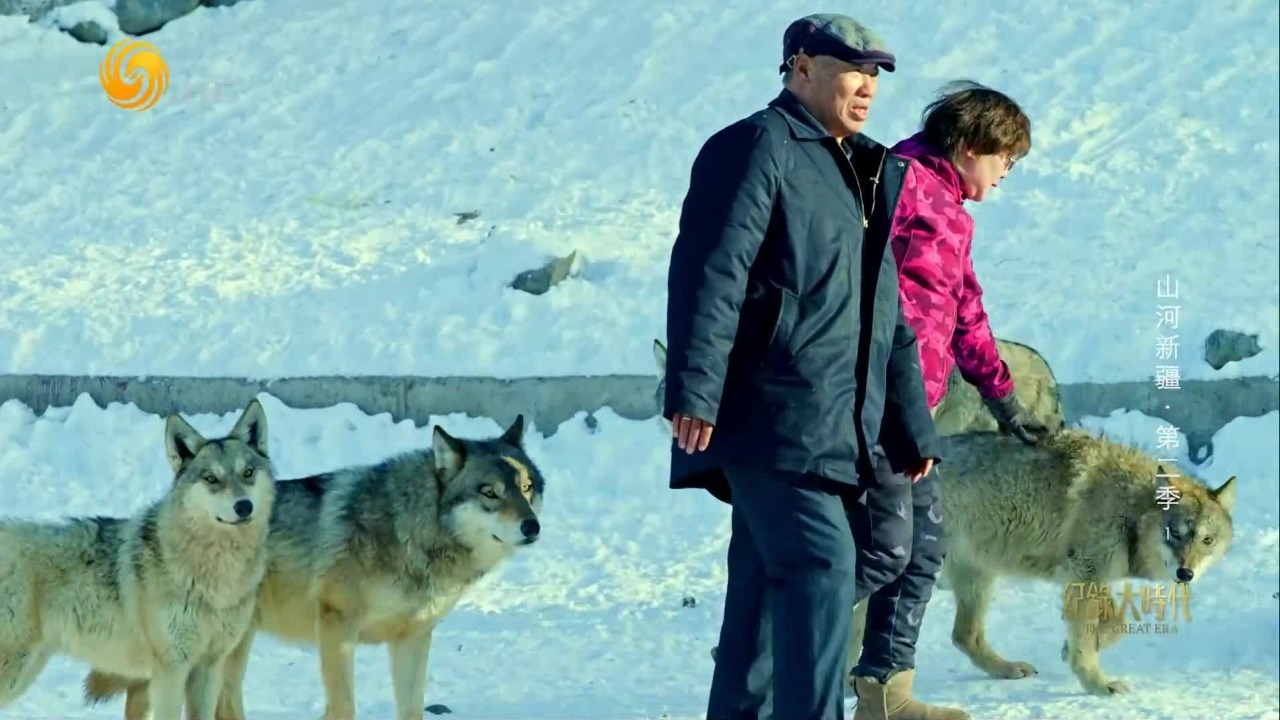 牵着狼漫步山林！“狼王”杨长生饲养200多只野狼，一年伙食费超百万元