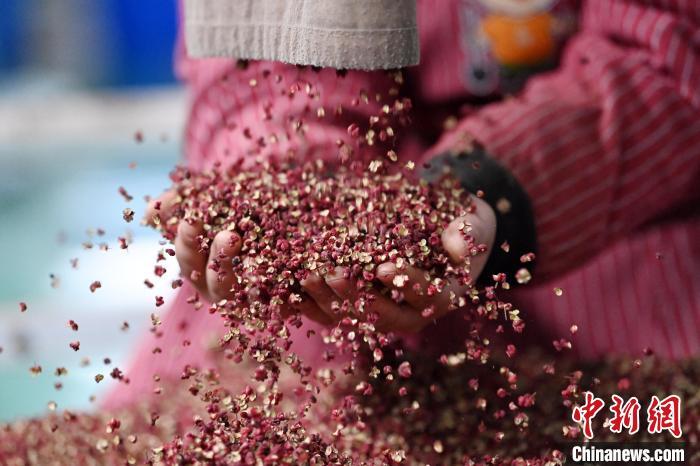 2024年3月17日，在甘肃省天水市甘谷县一加工企业内，工作人员检查初筛的花椒。（资料图）九美旦增　摄