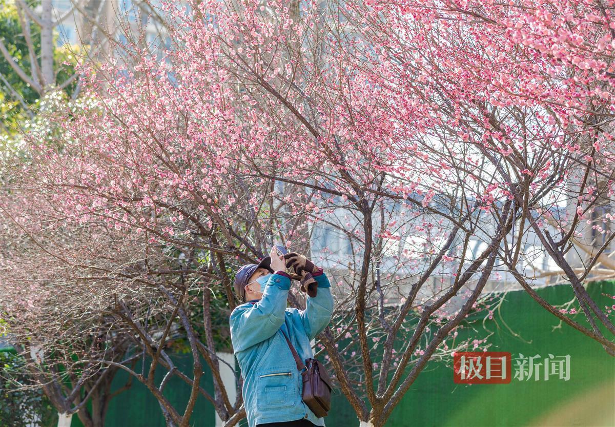 gogo体育入口武汉梅开陆续迎来观赏期 市民争相打卡感受诗意春天(图3)