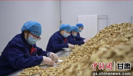 图为在甘肃一中药材生产车间内，工作人员正在分拣药材。