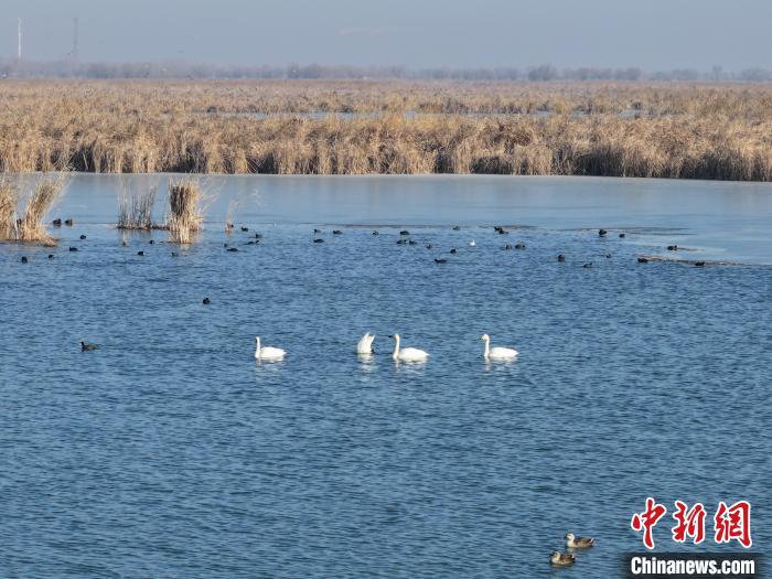 十余种候鸟陆续飞抵河北衡水湖拉开今春迁徙序幕