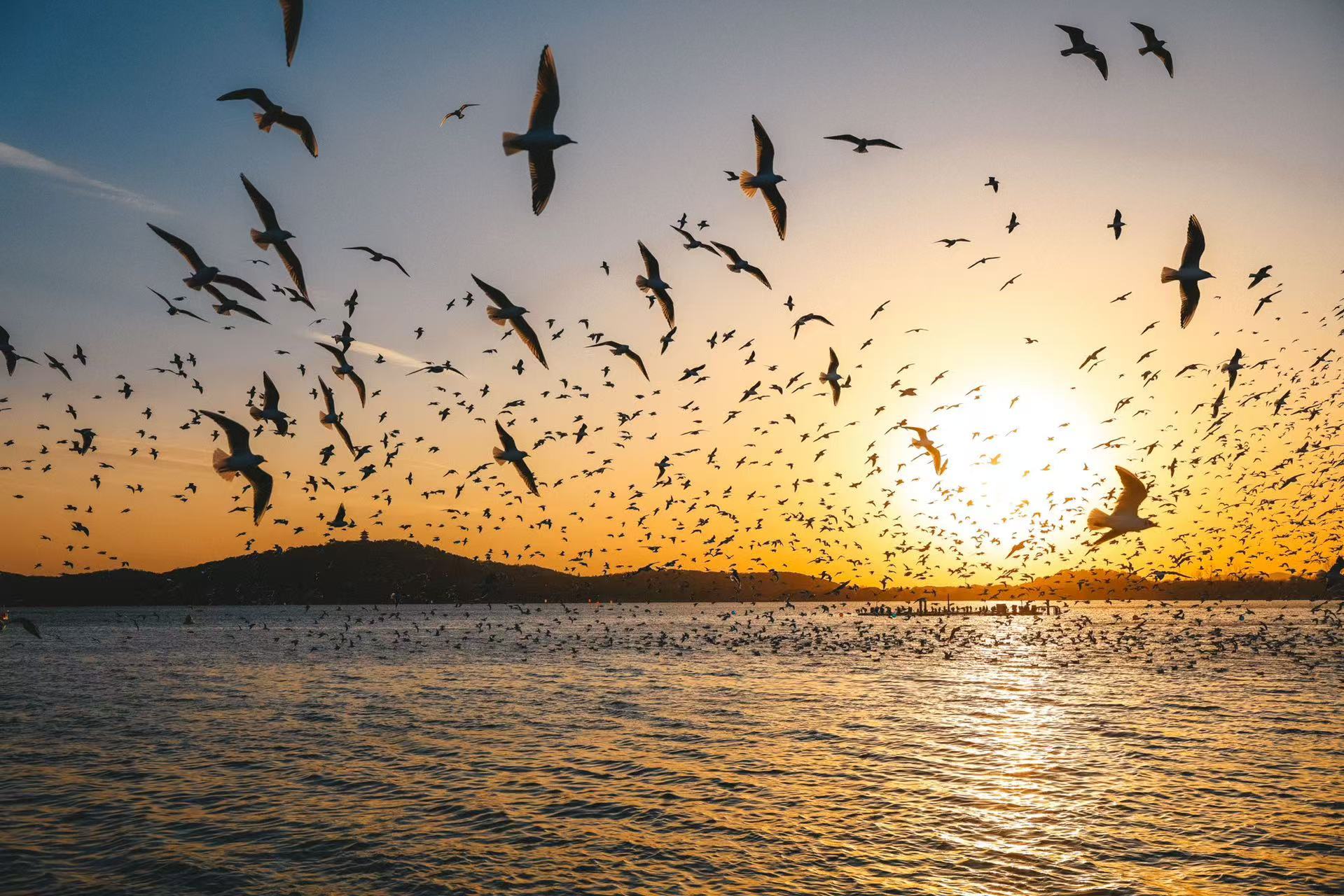 飞越6000公里！无锡哪里来的“锡”引力？